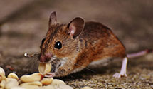 24 Hour & Emergency Exterminators in Minnesota City, MN